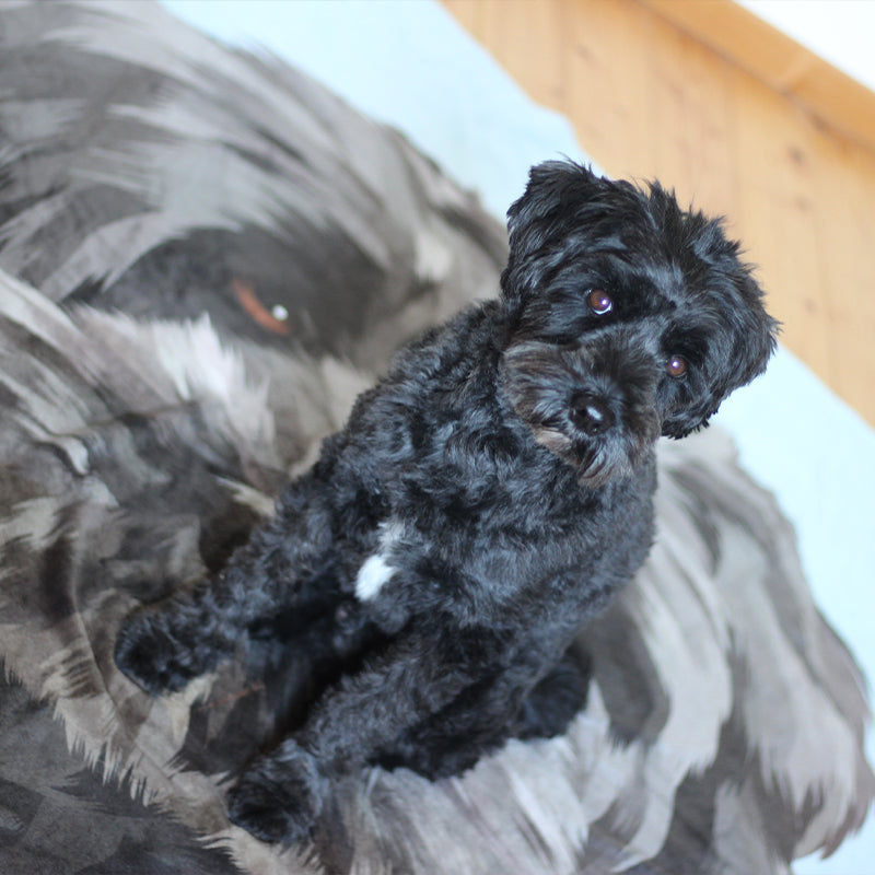 Personalisierte Hunde Tier-Kuscheldecke
